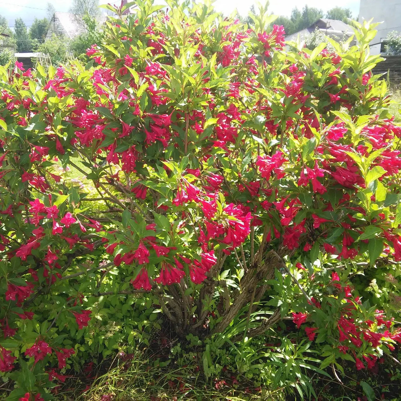 Buy Red Weigela Online at TN Nursery