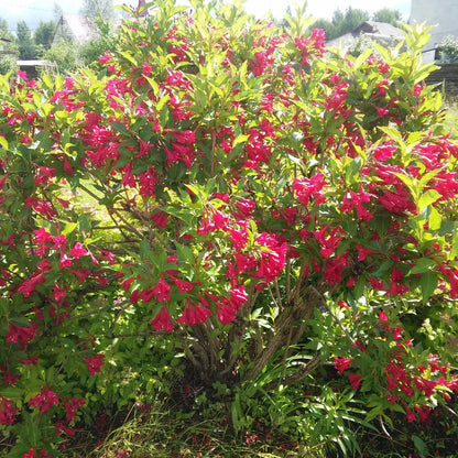 Buy Red Weigela Online at TN Nursery 
