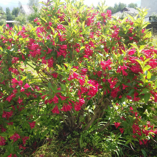 Buy Red Weigela Online at TN Nursery 