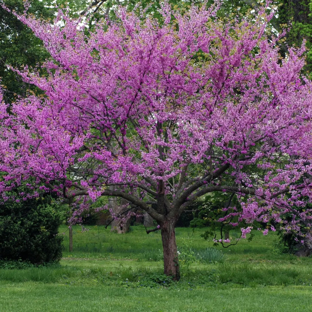 Buy Redbud Seedlings Online at TN Nursery 