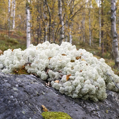 Buy reindeer moss online at TN Nursery 
