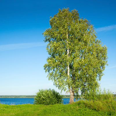 A single, healthy River Birch tree with green leaves standing by a body of water under a clear blue sky.
