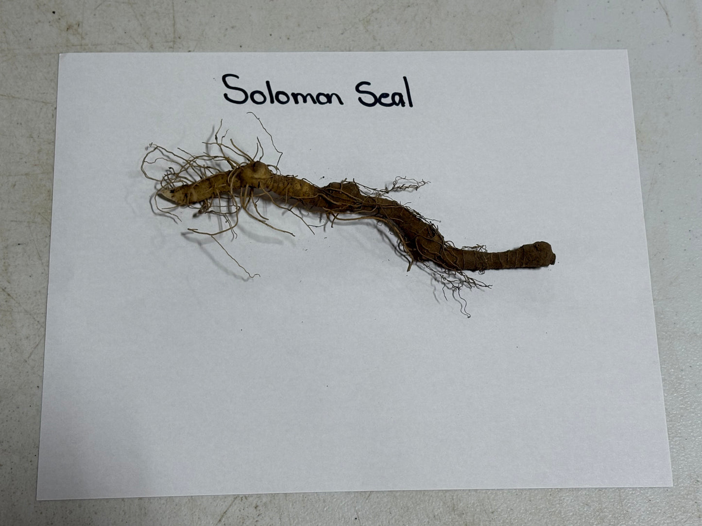 Root of Solomon Seal