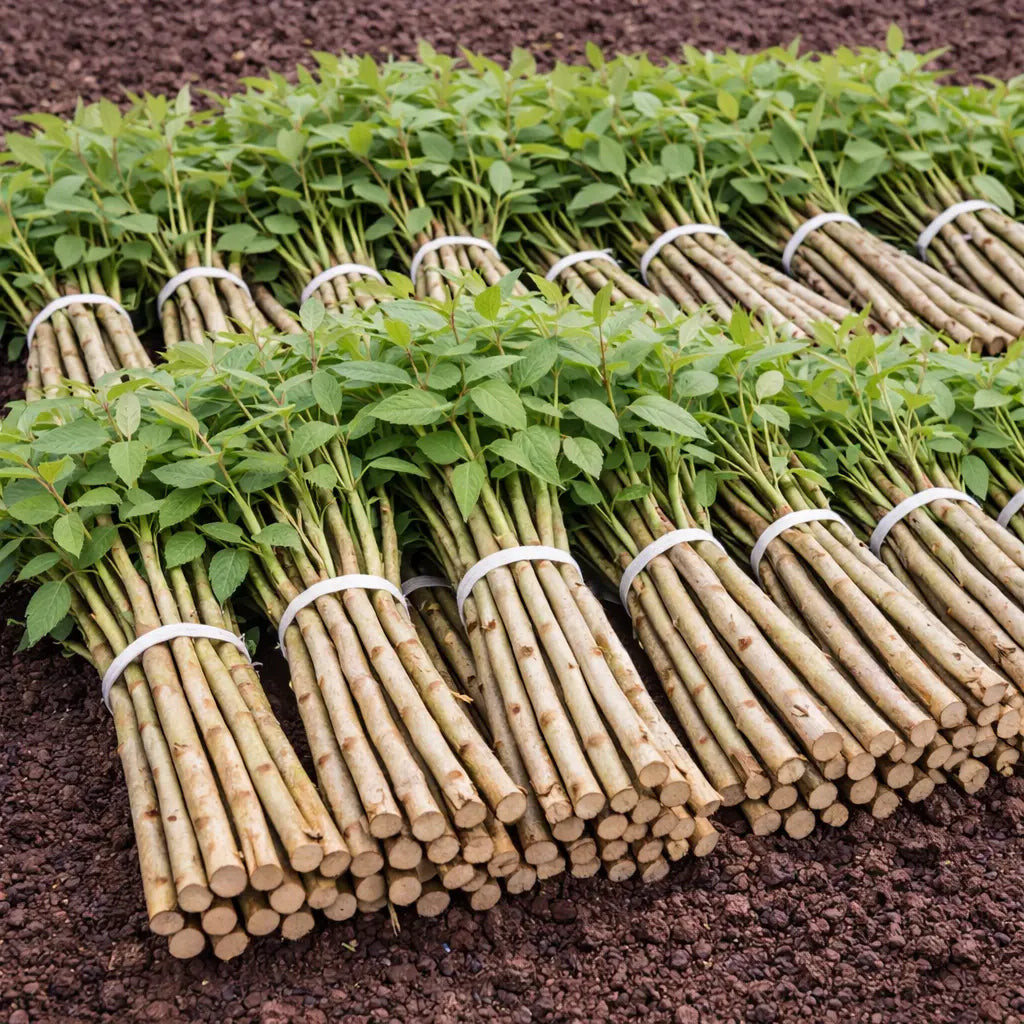 Roughleaf Dogwood Live Stakes shrubs