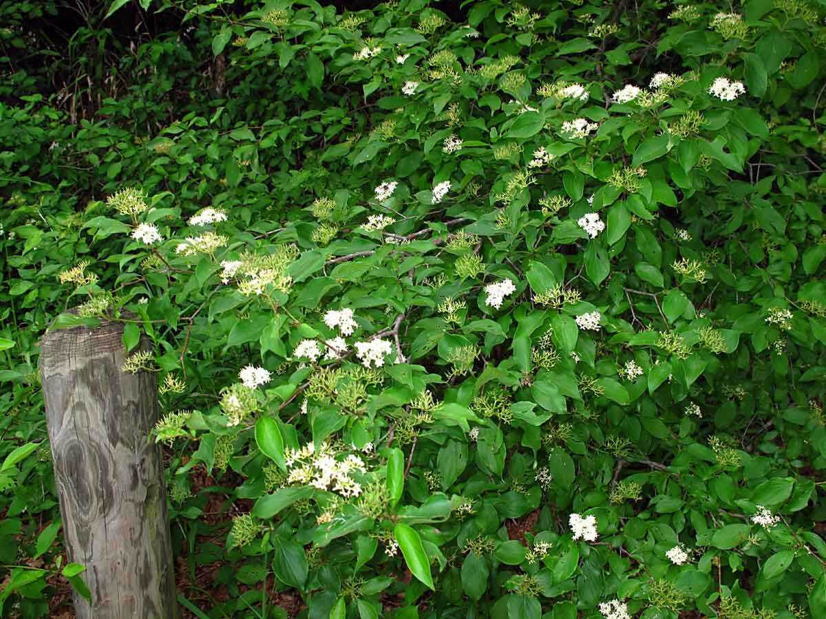 Roughleaf Dogwood Live Stakes shrubs