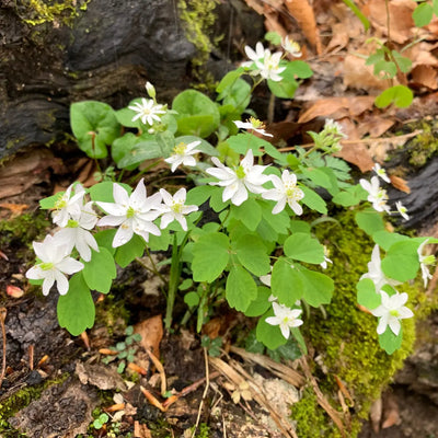 Buy Rue Anemone Online at TN Nursery 