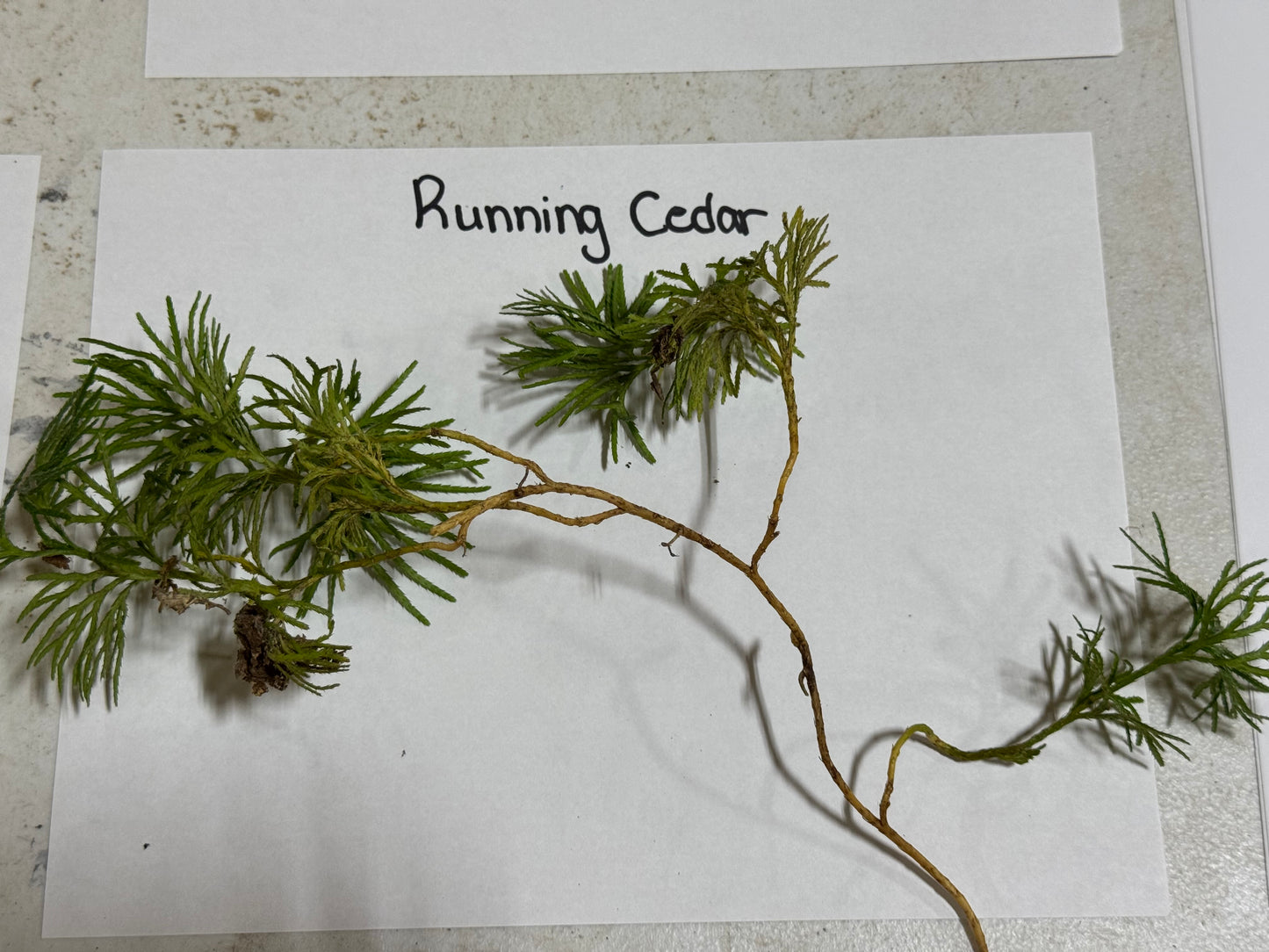 Running Cedar