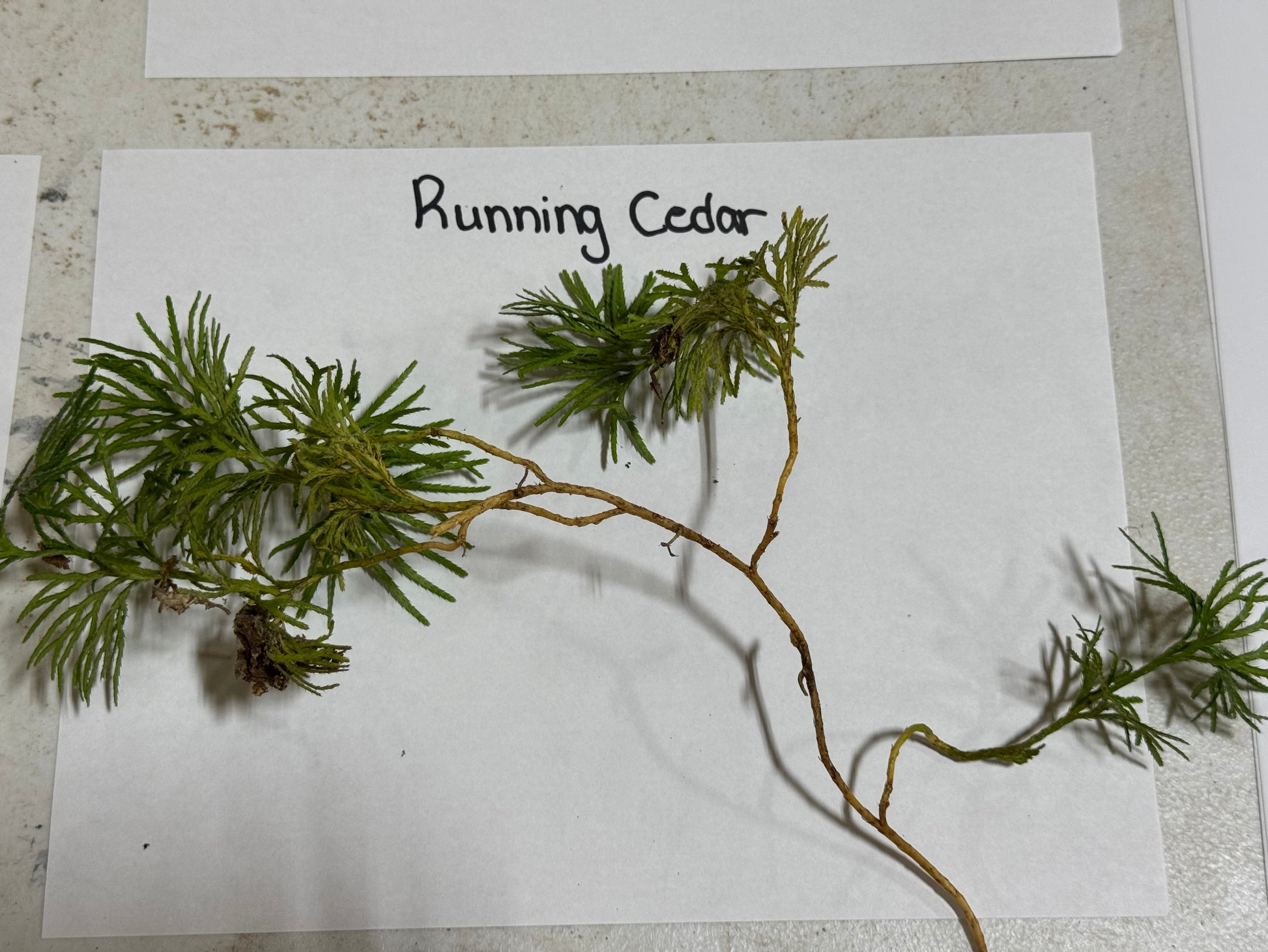Running Cedar