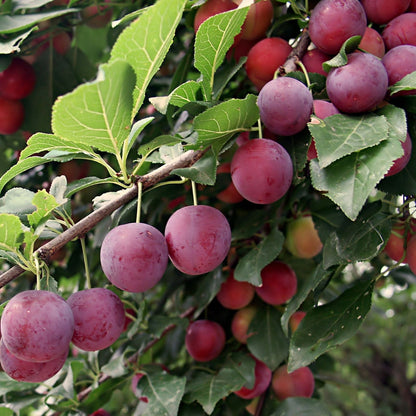 Buy Santa Rosa Plum Online at TN Nursery 