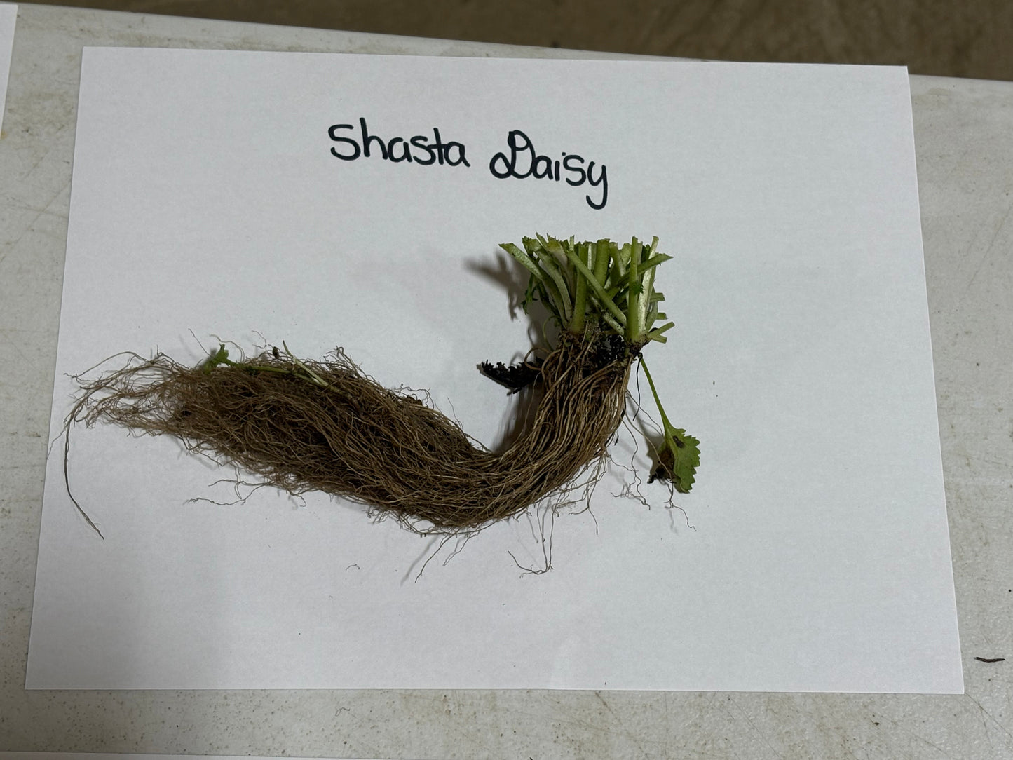 Shasta Daisy Plant roots