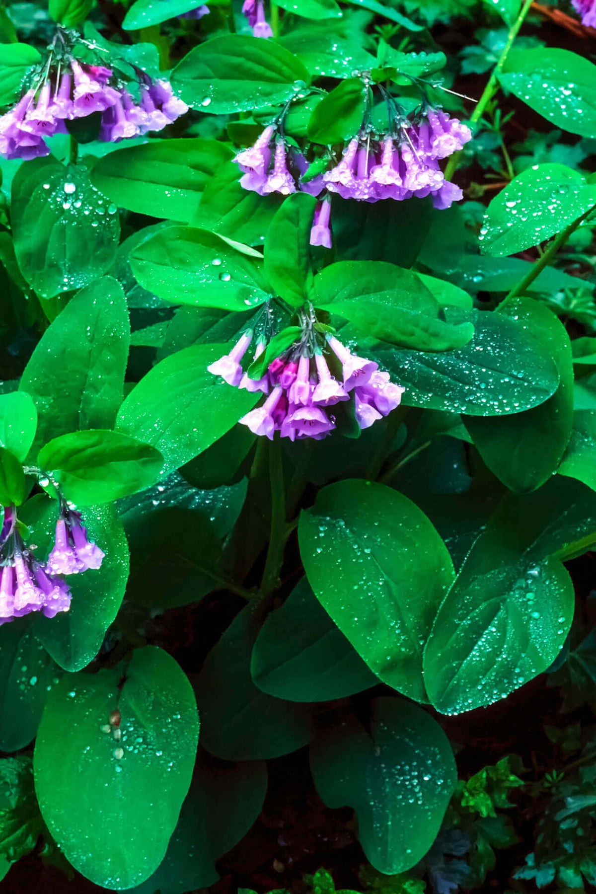 Perennials For Sale Online | Tennessee Wholesale Nursery