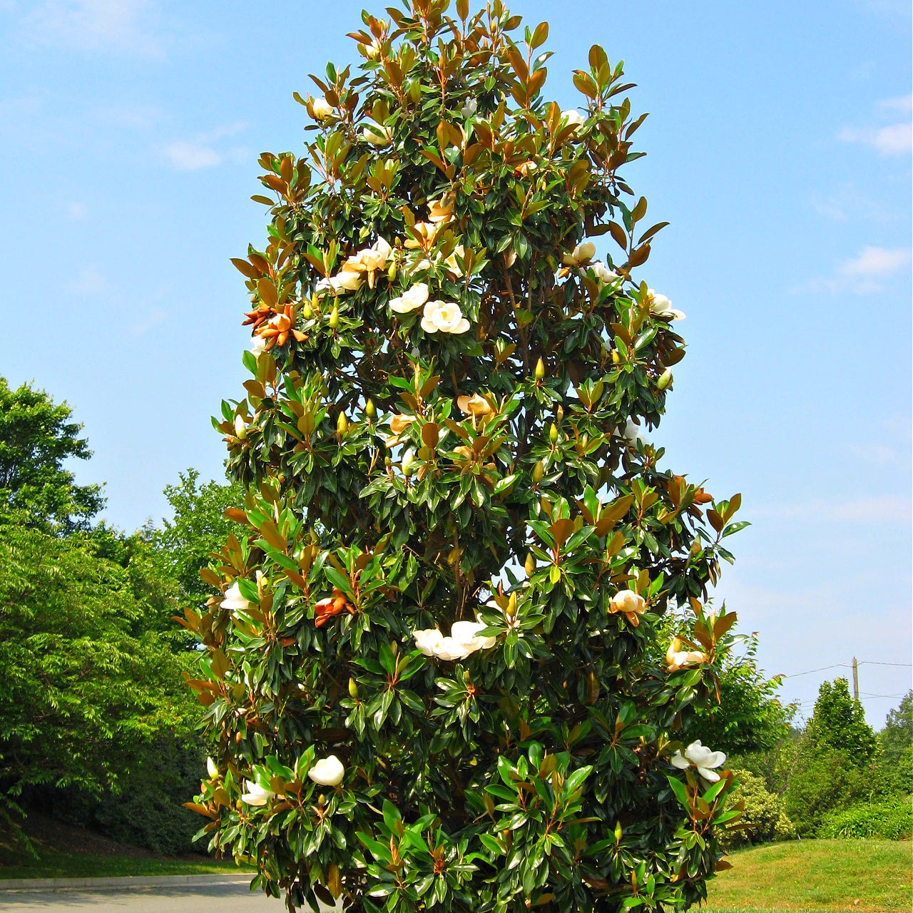 Large sweet bay magnolia tree with green leaves and white flowers against a blue sky.