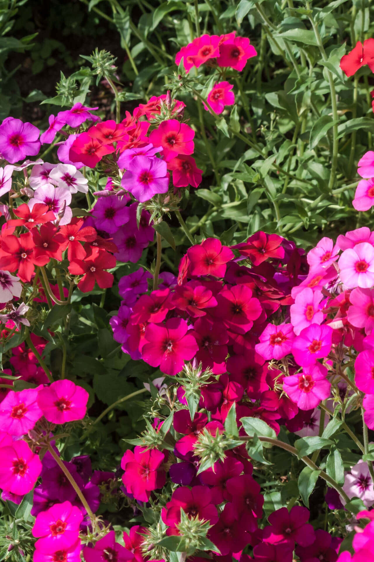 Tennessee Wholesale Nursery - Buy Wholesale Trees, Plants and Shrubs