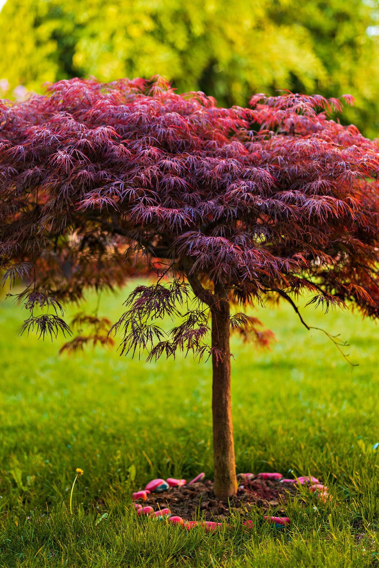 Japanese Maple Tree