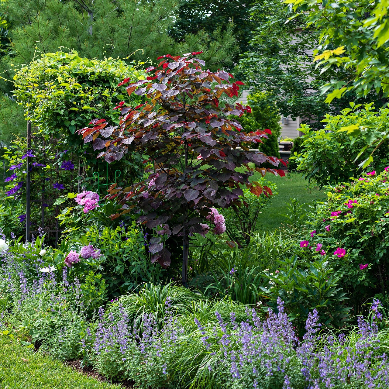Forest Pansy Redbud