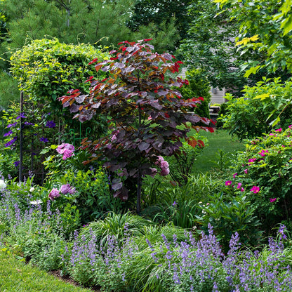 Forest Pansy Redbud