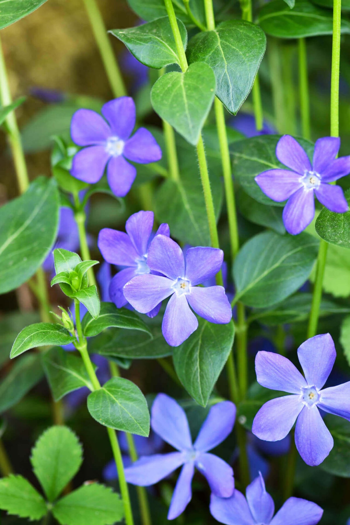 Ground Covers For Sale | Tennessee Wholesale Nursery