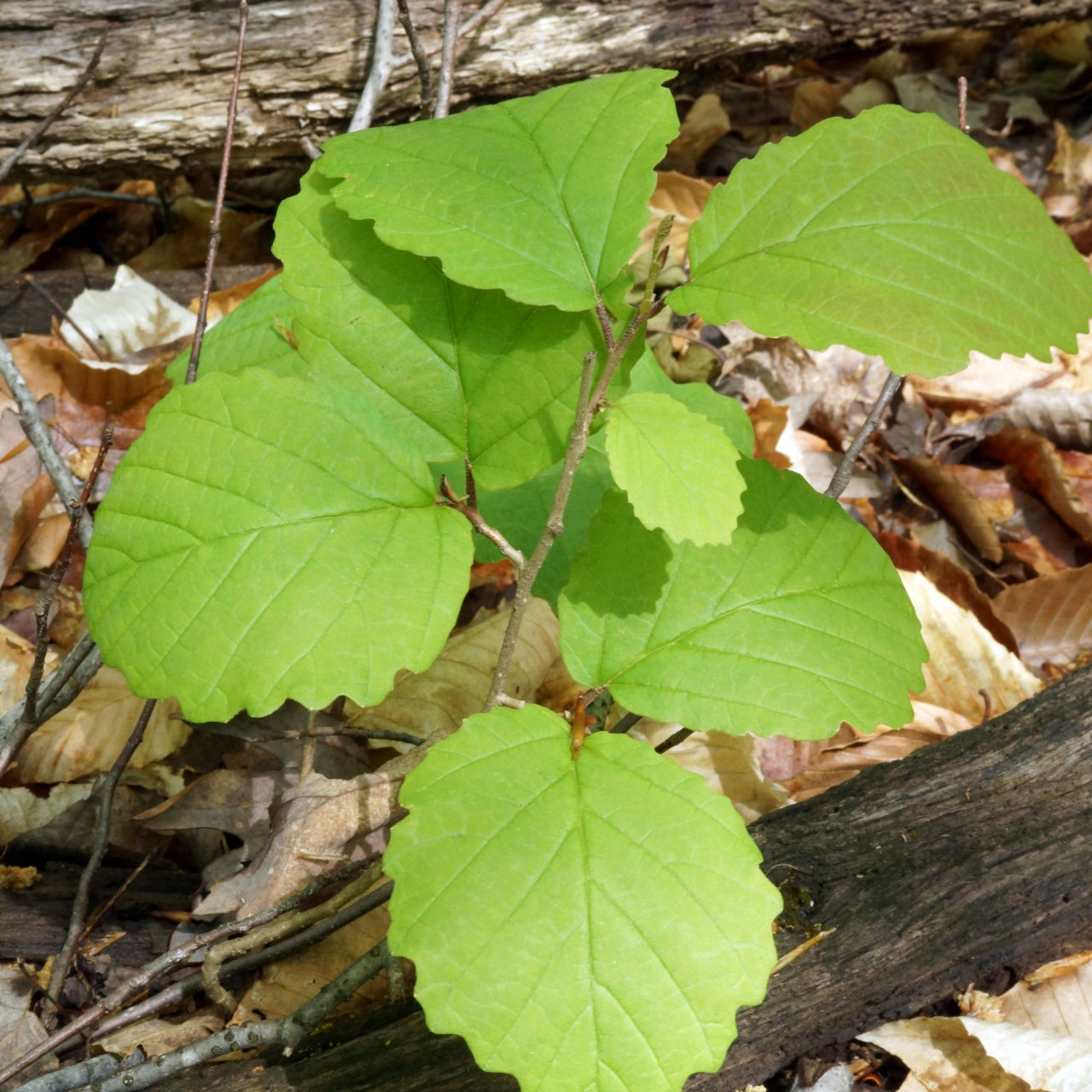 Green leaves on a forest floor with fallen leaves and branches