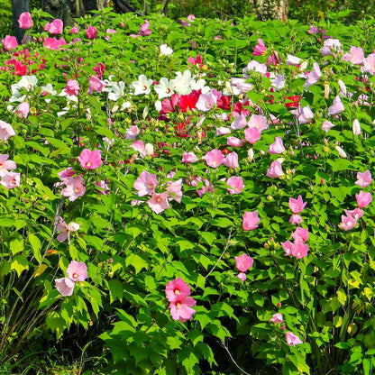 Field of Rose Mallow with pink, white, and red flowers with green leaves