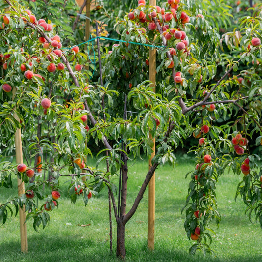 Peach Trees