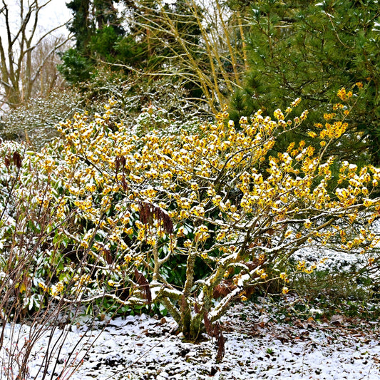 Snow-covered bush with yellow flowers in a garden setting