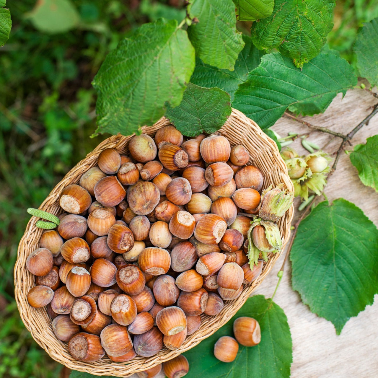 Wicker basket filled with hazelnuts surrounded by green leaves