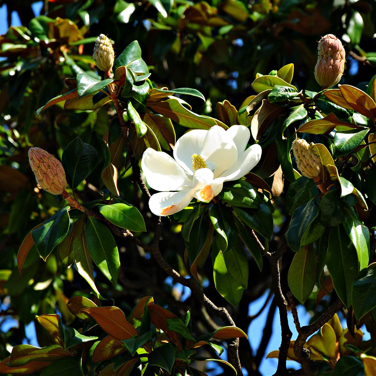 Sweet bay Magnolia with White flower among green leaves on a tree