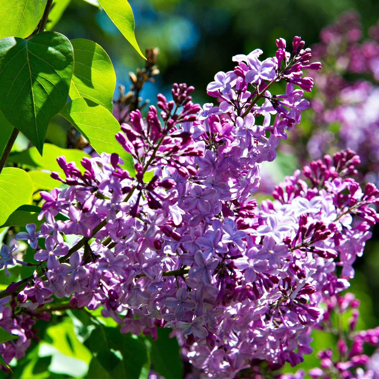 Close-up of purple lilac flowers with green leaves