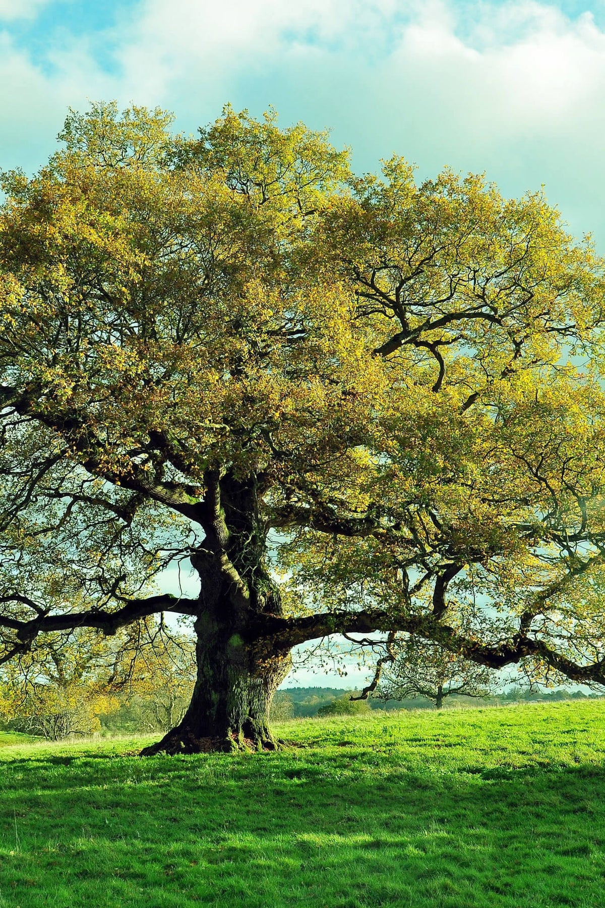 Overcup Oak Trees For Sale | Buy Oak Trees Wholesale