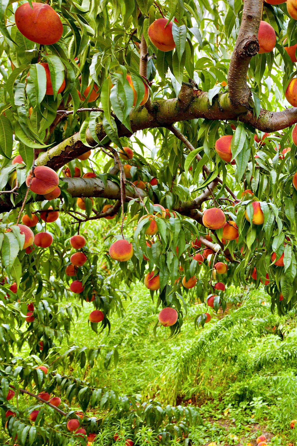 Rustic Peach Tree Peach Trees Wholesale