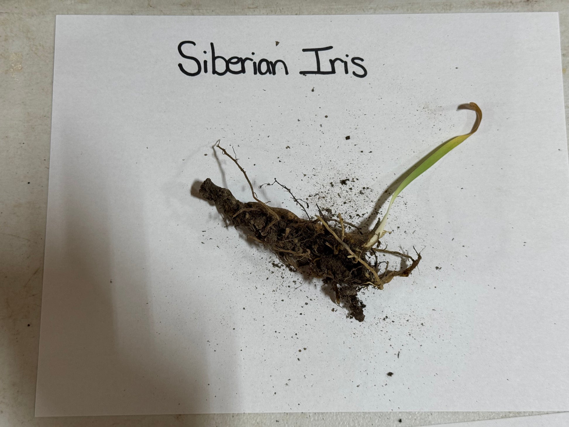 Siberian Iris Plant root