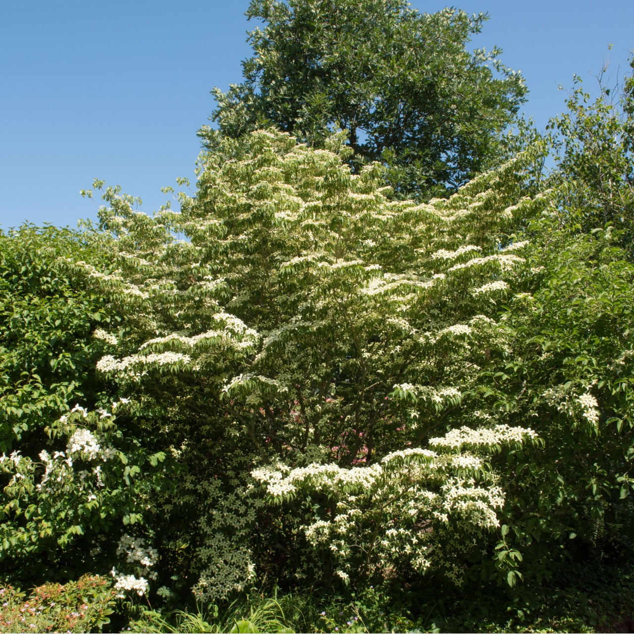 Buy Silky Dogwood Online at TN Nursery 