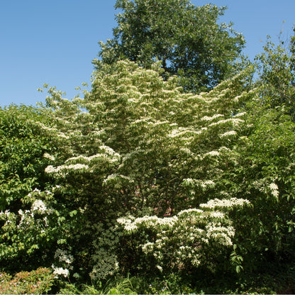Buy Silky Dogwood Online at TN Nursery 