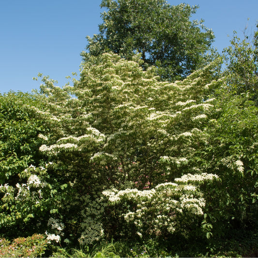 Buy Silky Dogwood Online at TN Nursery 