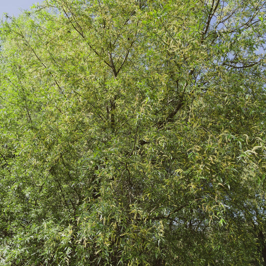 Buy Silky Willow Live Stake Online at TN Nursery 
