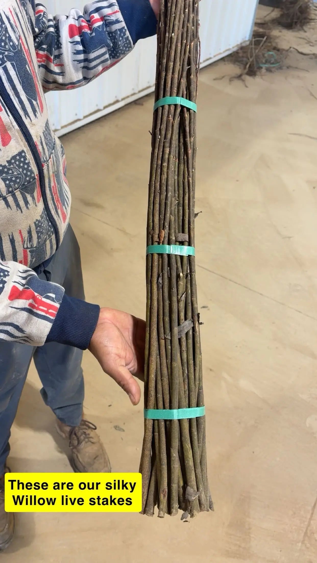 buy silky willow live stakes in bulk online 