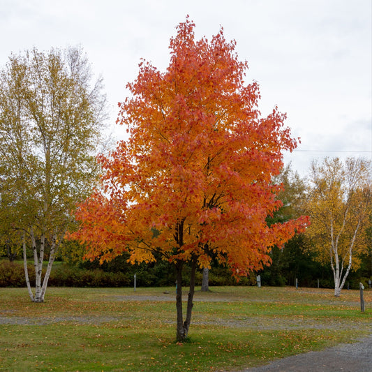 Silver Maple Trees