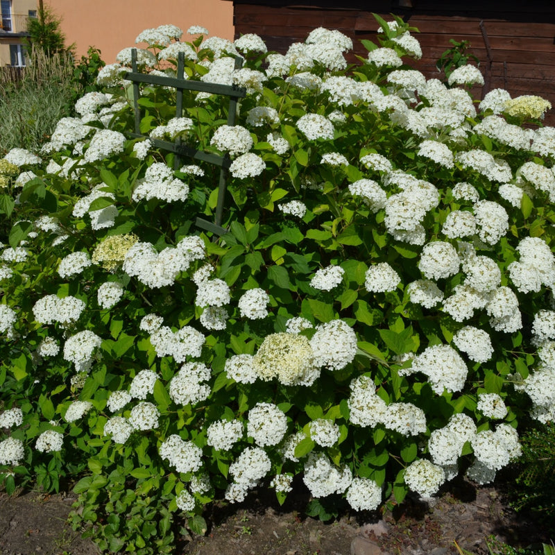 Snow Hill Hydrangeas For Sale | Wholesale Hydrangea Shrubs – Tennessee  Wholesale Nursery