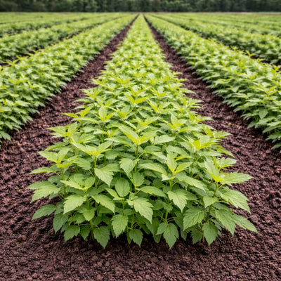 Rows of Sourwood seedlings with vibrant green leafy plants in dark soil field