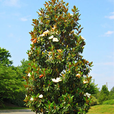 Buy Southen Magnolia Online at TN Nursery