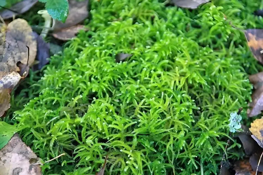 Buy Sphagnum Moss Online at TN Nursery 
