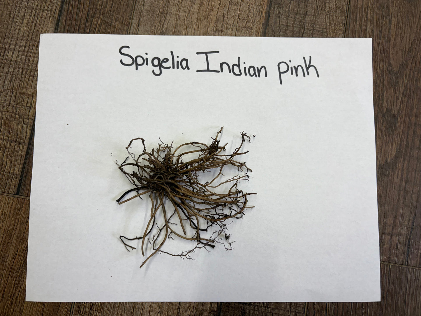 Roots of Spigelia Indian pink