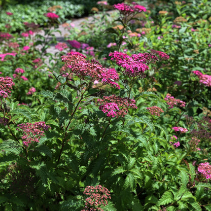 Buy Spirea Japonica Online at TN Nursery 
