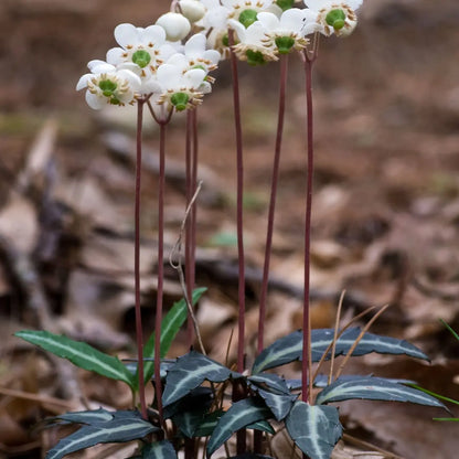 Buy Spotted Wintergreen Plant's Online at TN Nursery 