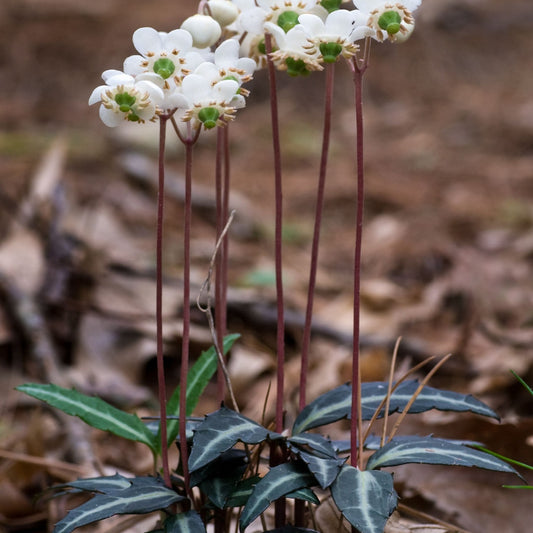 Buy Spotted Wintergreen Plant's Online at TN Nursery 