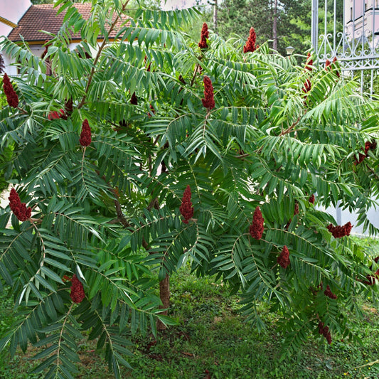 Buy Staghorn Sumac Online at TN Nursery 