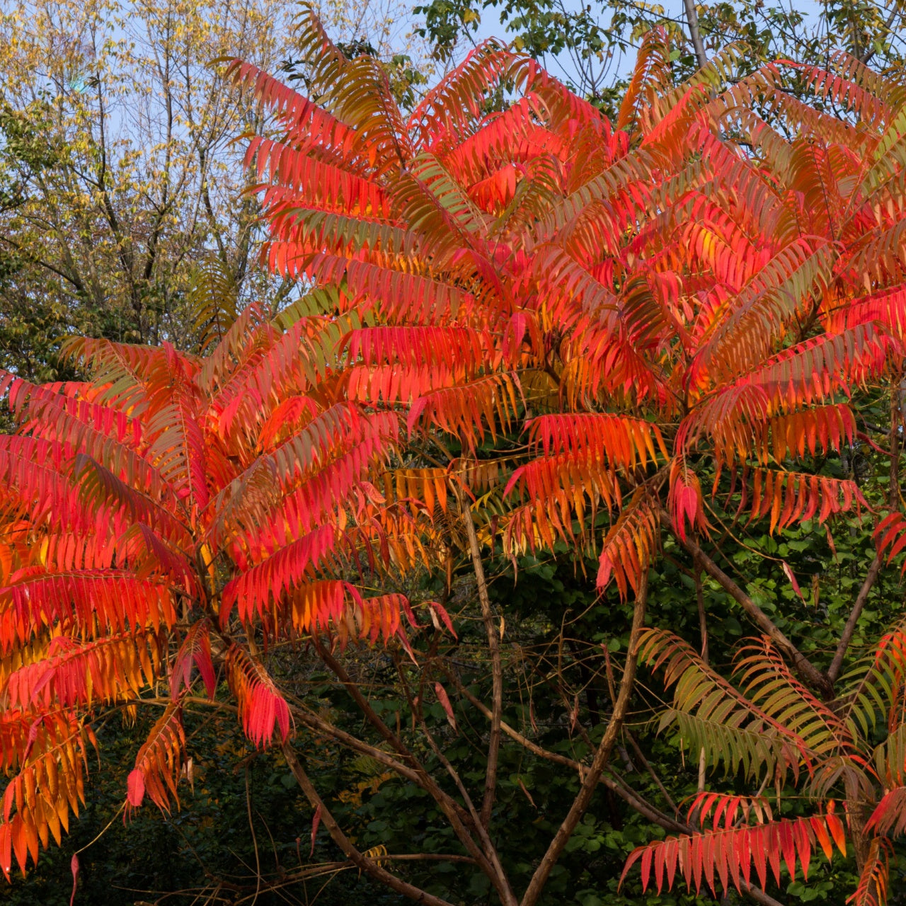 Staghorn Sumac Trees