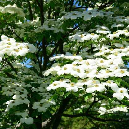 Sweet Bay Magnolia