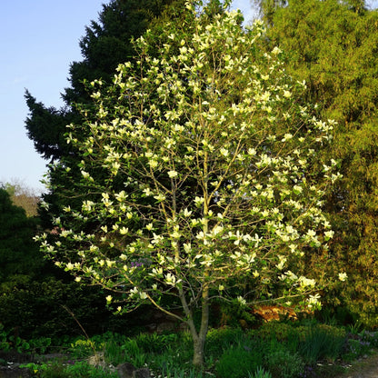 Buy Sweet Bay Magnolia Shrub Online at TN Nursery 