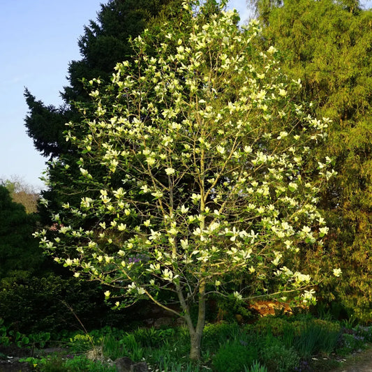 Buy Sweet Bay Magnolia Shrub Online at TN Nursery 